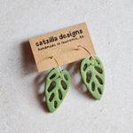 monstera: swiss cheese