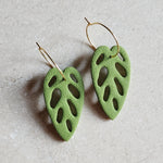 monstera: swiss cheese